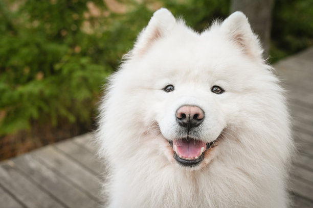 美丽的萨摩耶犬散步图片下载