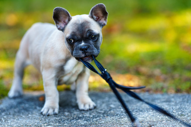 法国斗牛犬拉皮带图片下载