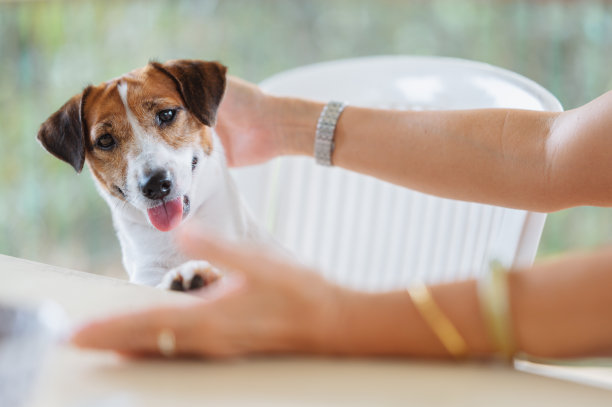 老年亚洲成年女性使用智能设备，身边坐着小宠物图片下载