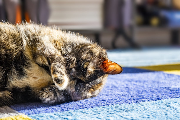 一只玳瑁色的猫从爪子后面看着镜头图片下载