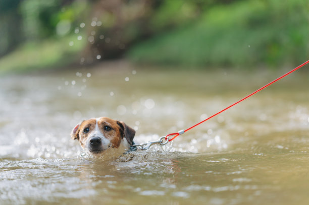 JRT在阳光明媚的日子游泳图片下载