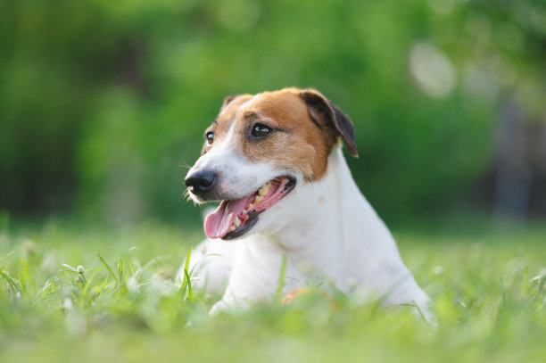 小杰克罗素宠物享受户外夏天图片下载