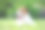 小杰克罗素宠物享受户外夏天图片下载
