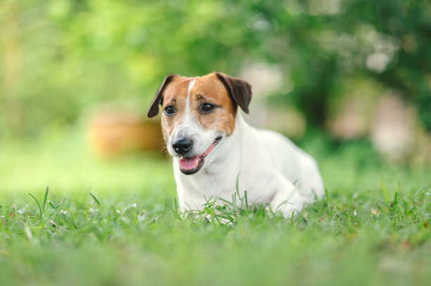 小杰克罗素宠物享受户外夏天图片下载