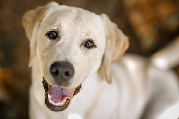 白色的狗向上看的肖像图片下载