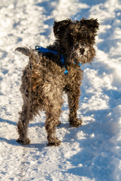 雪地里站着一只黑色的迷你雪茄烟图片下载