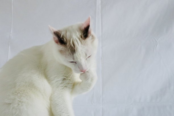 Spock先生图片下载