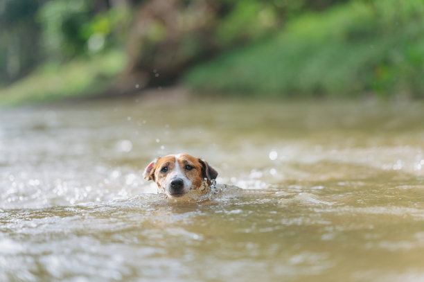 小狗杰克罗素梗喜欢远足在绿色森林和活跃的小溪在天然小溪河图片下载