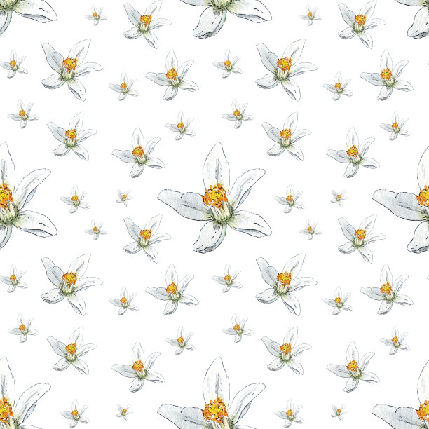 柚子花无缝图案。水彩插图红橙花盛开手绘植物风格用于假日，婚礼，标志，食品设计。白花柠檬图片下载