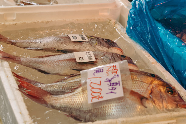 东京筑地市场的新鲜美味的鱼图片下载
