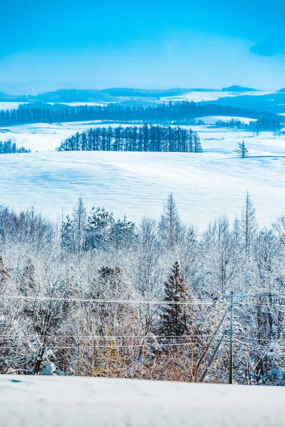 落叶松林在雪山上，碧蓝的天空在比北图片下载
