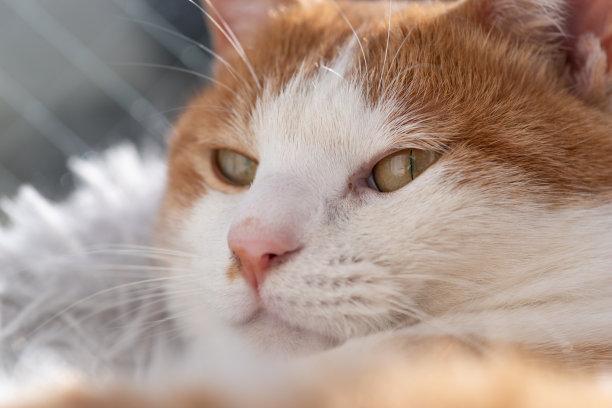 可爱的猫图片下载