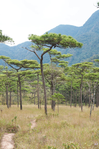 泰国北拉迪省富索岛国家公园的自然景观松树场-适合徒步旅行和露营的美丽自然冒险图片下载