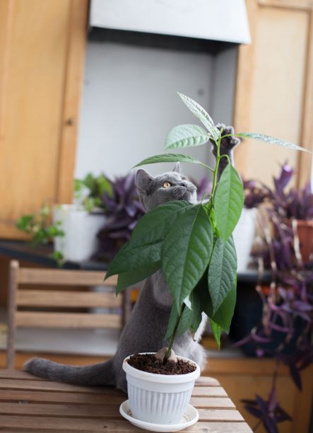 漂亮的照片，一只灰色的英国短毛猫在植物附近图片下载