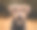 一只悲伤的棕色狗在模糊的背景上看着相机的特写镜头-悲伤的概念图片下载