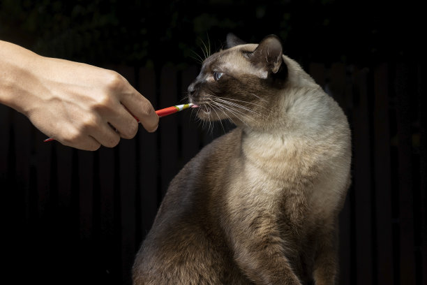 黑底蓝眼连体猫。泰国猫吃零食隔离在黑色背景。猫用人类的手吃美味的零食。图片下载