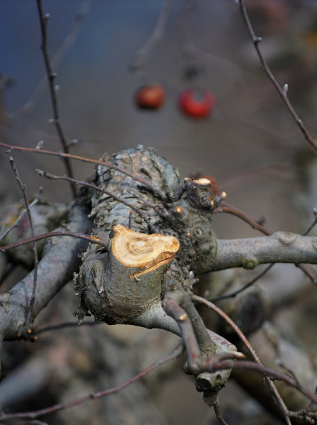 冬天修剪的苹果树图片下载