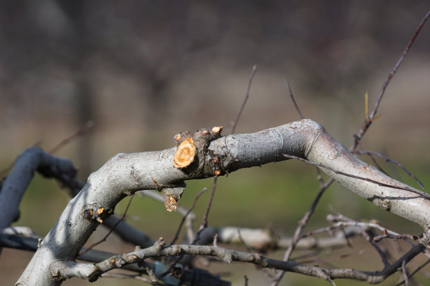冬天修剪的苹果树图片下载