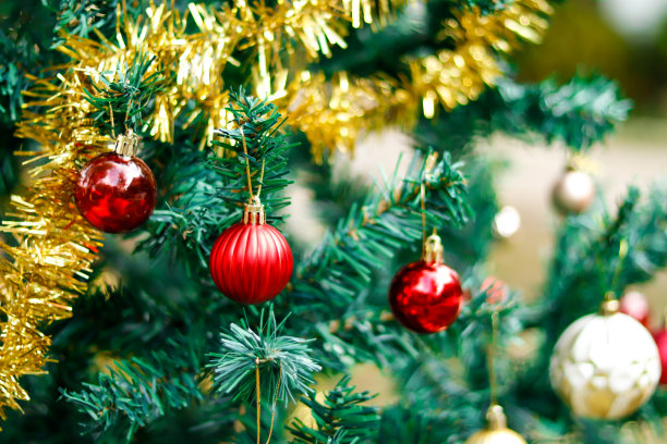 松树。图片下载