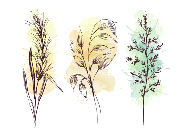 田野里的草，穗，小麦在白色的背景上。图片下载