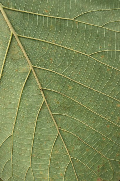 近距离的柚木叶子与凸起的叶子。自然格局和背景图片下载
