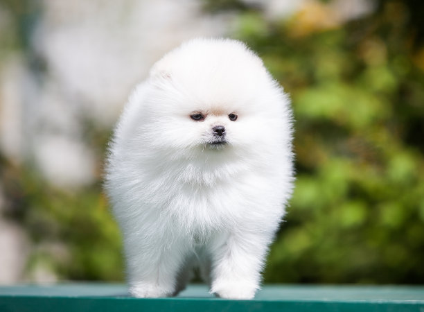 可爱的博美犬斯皮兹在绿色的花园里图片下载