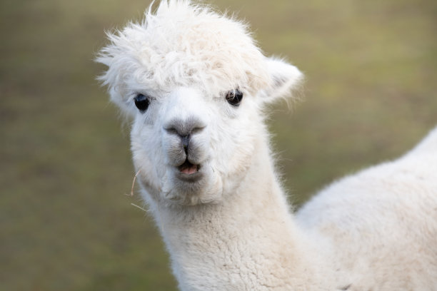 一只白色羊驼的头部特写，它的大黑眼睛惊讶地看着镜头。图片下载