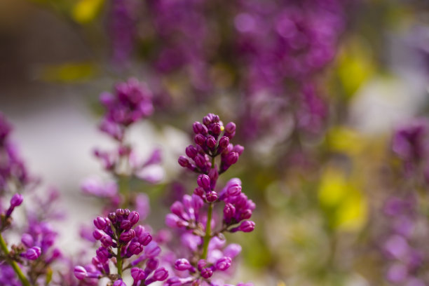 绿色背景的野花图片图片下载