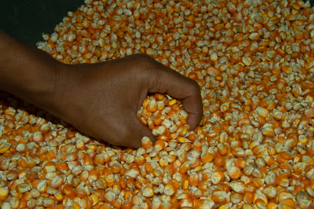 手持玉米，玉米堆照片图片下载