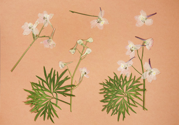 旧相册里的一页。花飞燕草。剪贴簿元素用树叶、花朵和花瓣装饰。贺卡、请柬和祝贺。用于剪贴簿、问候语图片下载