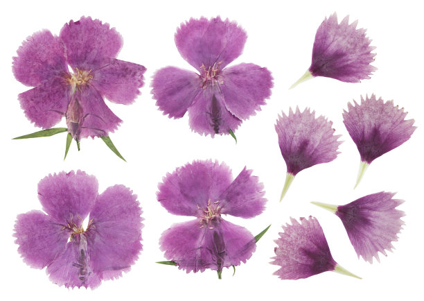 榨干的康乃馨花，孤立在白色背景上。用于剪贴簿，花艺或植物标本馆图片下载