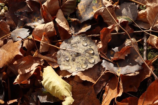 露珠落在枯叶上，秋日森林大气图片下载