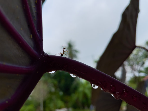 一只在叶柄上的小蚂蚁。图片下载