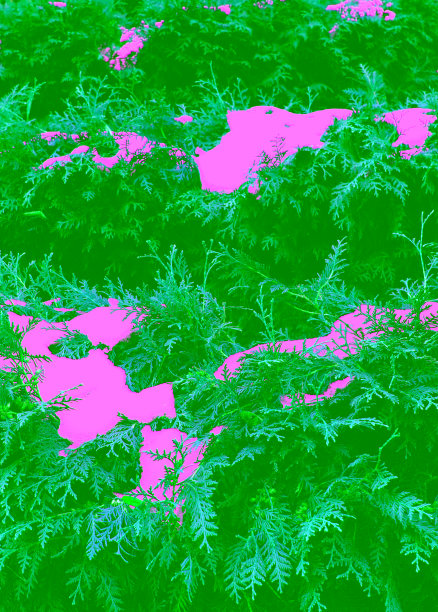 灌木修剪在台阶的形式覆盖的雪股票照片为垂直背景图片下载