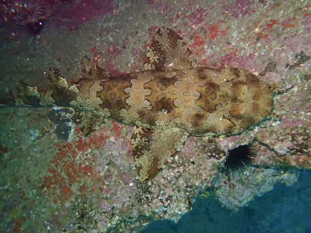 Wobbegong鲨鱼图片下载