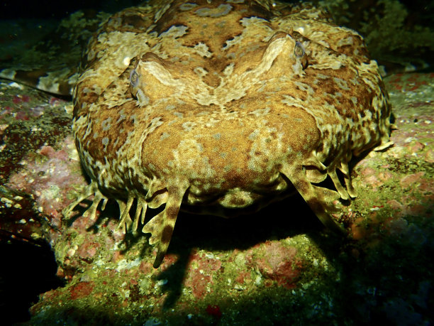 Wobbegong鲨鱼图片下载