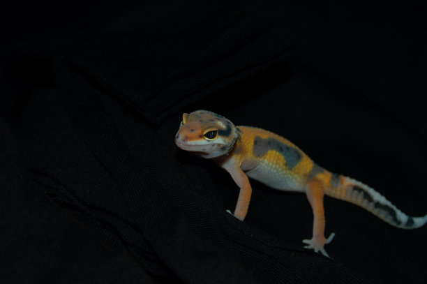 橙色豹壁虎与优雅的黑色背景图片下载