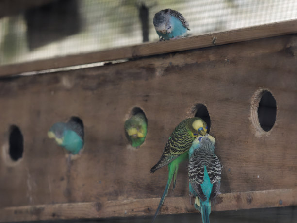 虎皮鹦鹉坐在笼子的门上。美丽的虎皮鹦鹉。笼中鸟。美丽的鹦鹉在笼子里。选择性地关注主题。图片下载