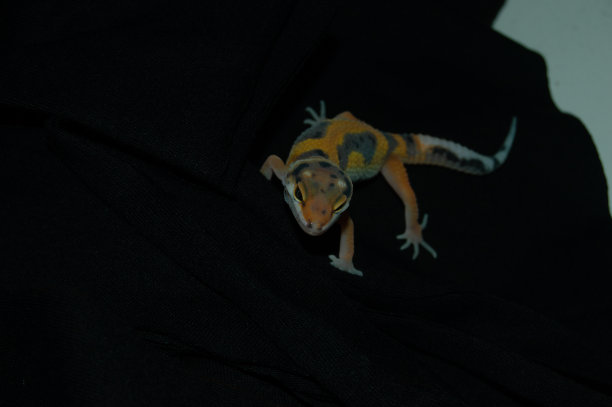 橙色豹壁虎与优雅的黑色背景图片下载