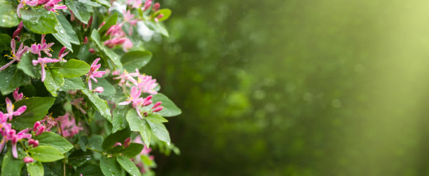 夏季花卉横幅。粉红色的忍冬花，绿色的背景图片下载