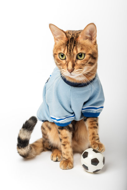 孟加拉猫-足球运动员与球孤立在白色背景。图片下载