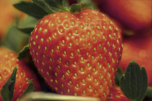 草莓宏图片下载
