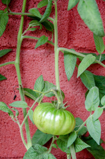 红水泥墙旁的藤上长着绿色的西红柿图片下载