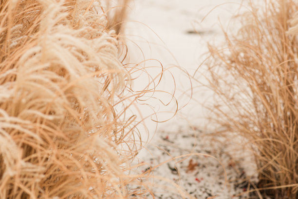 2022年12月，俄亥俄州奇利科特明亮的雪天，奇思妙想的潘帕斯草图片下载