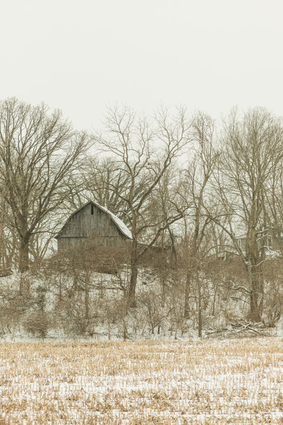 2022年12月，俄亥俄州奇利科特的雪天里，奇形怪状的雪树图片下载