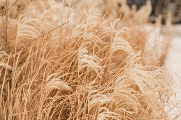 2022年12月，俄亥俄州奇利科特明亮的雪天，奇思妙想的潘帕斯草图片下载
