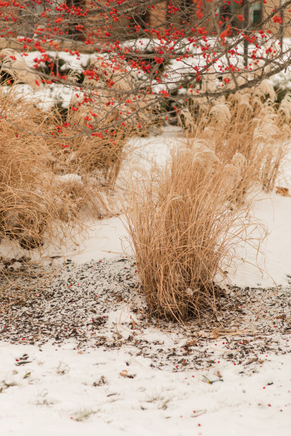 2022年12月，俄亥俄州奇利科特明亮的雪天，奇思妙想的潘帕斯草图片下载