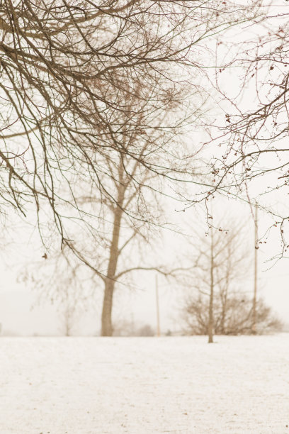 2022年12月，俄亥俄州奇利科特的雪天里，奇形怪状的雪树图片下载