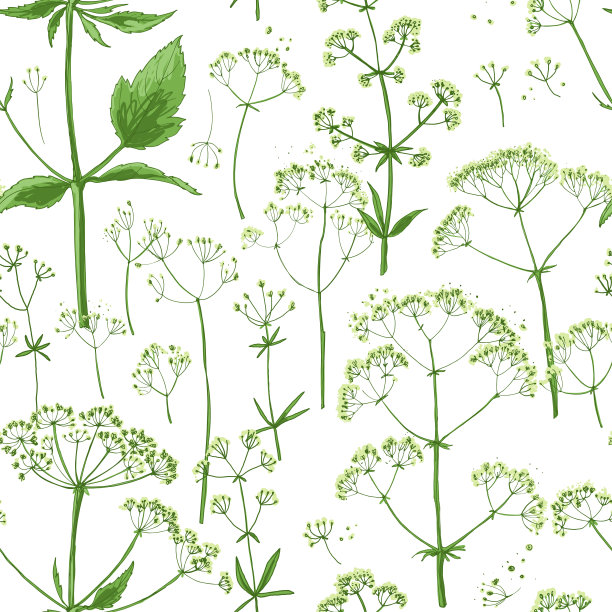 绿色的草本和花卉画的颜色线。矢量图。野生草本植物。野花图片下载