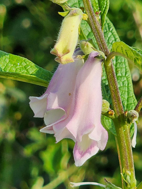 美丽的紫色芝麻花图片下载